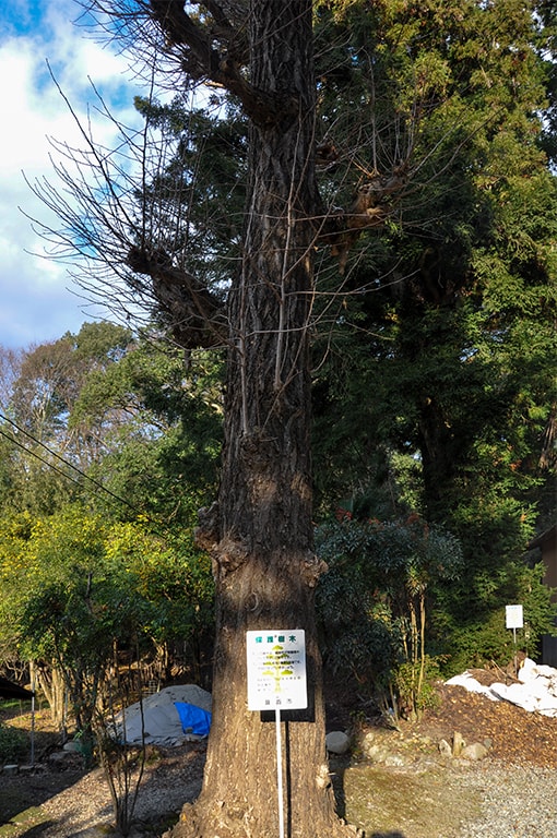 止々呂美神社／保護樹木