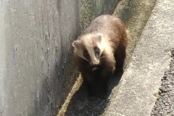 アナグマ（箕面市石丸）