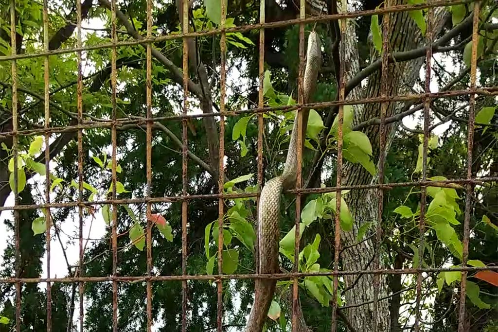 アオダイショウ（箕面市粟生外院2021/05/12）