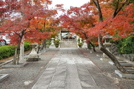 参道 為那都比古神社/秋の参道