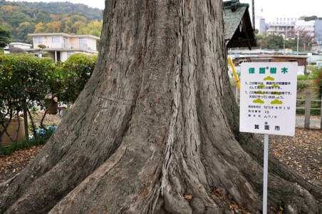 楠木神社／保護樹木