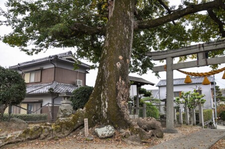 箕面市保護樹木(指定番号62)ムクノキ 天満宮/ムクノキ