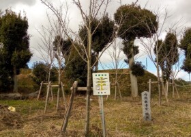 外院/7クロガネモチ・モミなど 保護樹林/外院