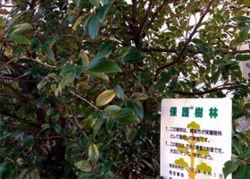 五字(ごあざ)神社/1エノキ・センダンなど 保護樹林/五字ごあざ神社