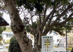 五字(ごじ)神社/3ヤマモモ・アラカシ・カゴノキなど 保護樹林/五字ごじ神社