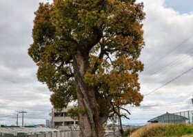 宝珠院奥之院/39クスノキ 保護樹/宝珠院