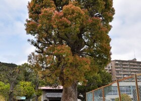 宝珠院奥之院/39クスノキ 保護樹/宝珠院