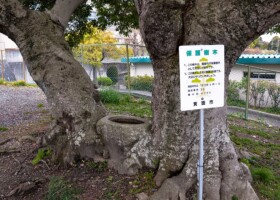 宝珠院奥之院/38ヤマモモ 保護樹/宝珠院