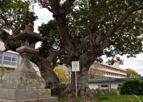 宝珠院奥之院/38ヤマモモ 保護樹/宝珠院