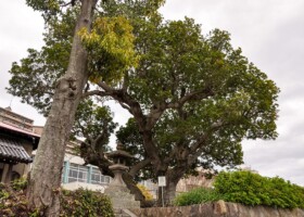 宝珠院奥之院/38ヤマモモ 保護樹/宝珠院