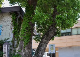 百楽荘/26クスノキ 保護樹木/百楽荘