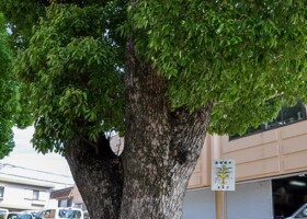 百楽荘/28クスノキ 保護樹木/百楽荘