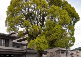 寒山寺/50クスノキ 保護樹/寒山寺