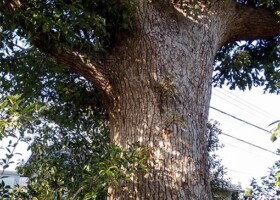 北向き地蔵(西宿)/14クスノキ 保護樹林/北向き地蔵