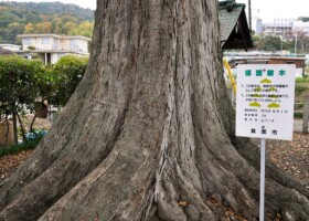 楠木神社/49ムクノキ 保護樹/楠木神社