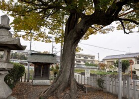 楠木神社/49ムクノキ 保護樹/楠木神社