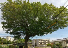 楠木神社/49ムクノキ 保護樹/楠木神社