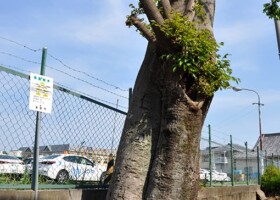 瀬川/30エノキ 保護樹木/みのお教習所