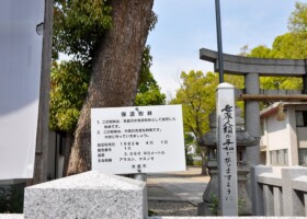 牧落八幡宮/10アラカシ・クスノキなど 保護樹林/牧落八幡宮