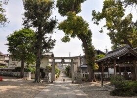 牧落八幡宮/10アラカシ・クスノキなど 保護樹林/牧落八幡宮