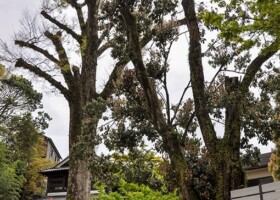 滝道/11ケヤキ、12アラカシ 保護樹/滝道