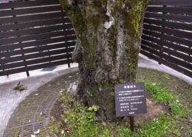 滝道/12アラカシ 保護樹/滝道