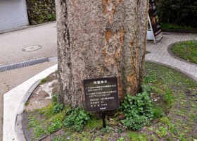 滝道/11ケヤキ 保護樹/滝道