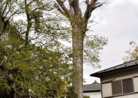 滝道対岸/保護樹木13か52か・・・ 保護樹/滝道