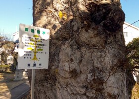 天満宮/62ムクノキ 保護樹/天満宮