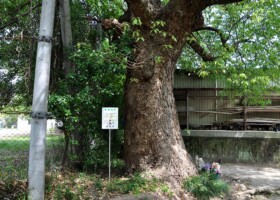 西脇公園/33クスノキ 保護樹木/西脇公園