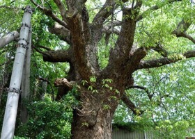 西脇公園/33クスノキ 保護樹木/西脇公園