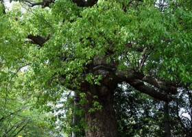 西脇公園/33クスノキ 保護樹木/西脇公園
