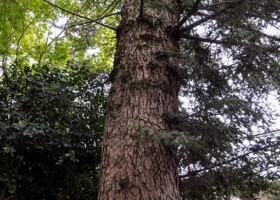 聖天宮西江寺/14モミ 保護樹/西江寺
