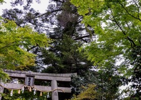 聖天宮西江寺/14モミ 保護樹/西江寺