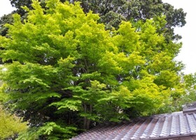 聖天宮西江寺/15ヤマモモ 保護樹/西江寺