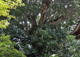 聖天宮西江寺/15ヤマモモ 保護樹/西江寺