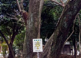 新家春日神社/4アベマキ・アラガシなど 保護樹林/新家春日神社