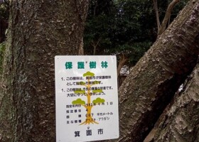新家春日神社/4アベマキ・アラガシなど 保護樹林/新家春日神社
