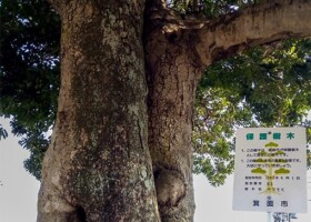 帝釈寺/63ヤマモモ 保護樹/帝釈寺