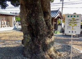 帝釈寺/63ヤマモモ 保護樹/帝釈寺