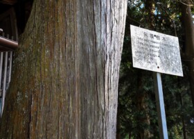止々呂美神社/65ヒノキ 保護樹/止々呂美神社