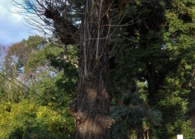 止々呂美神社/70イチョウ・71カヤ 保護樹/止々呂美神社