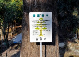 止々呂美神社/70イチョウ 保護樹/止々呂美神社