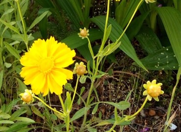 2019/05/23 オオキンケイギク?