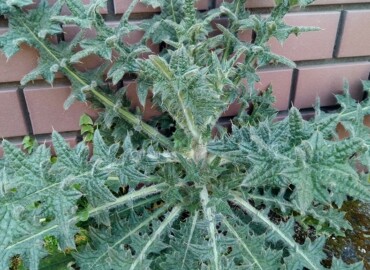 アメリカオニアザミ