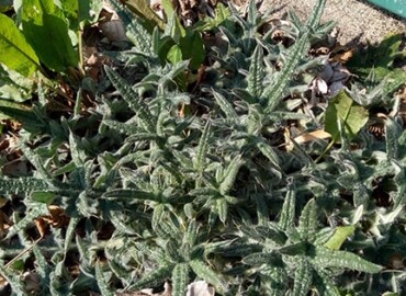 アメリカオニアザミ