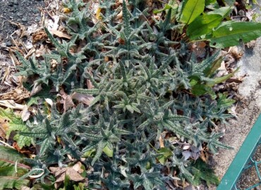 アメリカオニアザミ