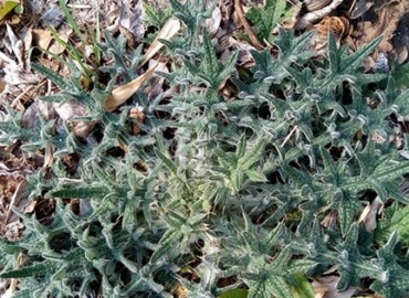 アメリカオニアザミ