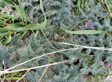 アメリカオニアザミ