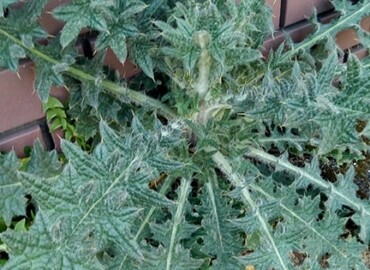 アメリカオニアザミ